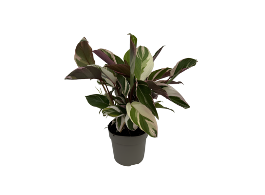 Ctenanthe variegata 35 x 14 cm
