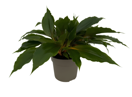 Chlorophytum princess mabel 30 x 14 cm