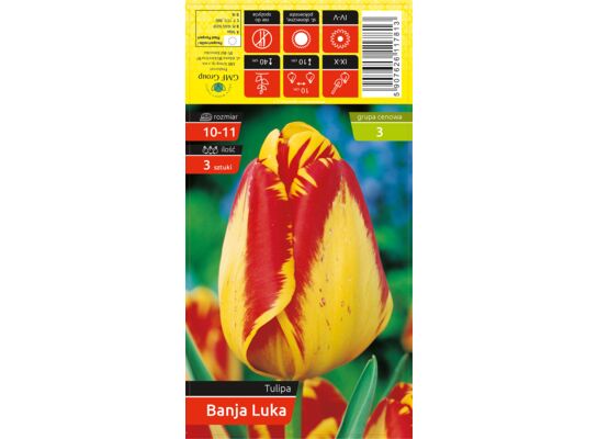 Tulipan Banja Luka rozmiar 10-11 kapers 3 szt