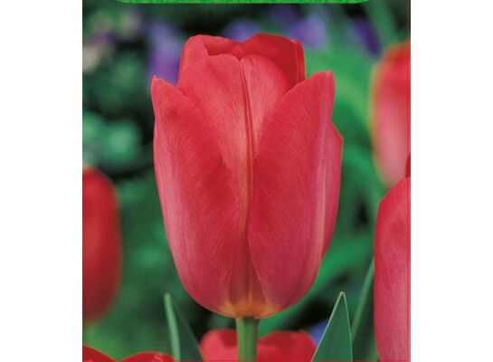 Tulipan Van Eijk rozmiar 10-11 kapers 3 szt