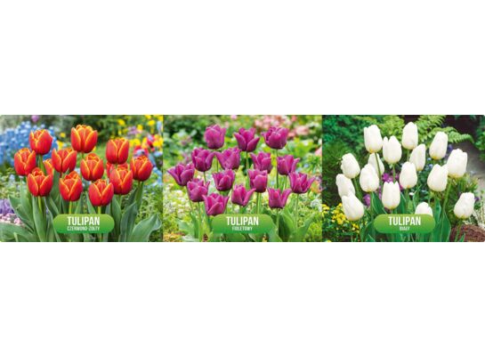 Tulipan mix 2 12-14 tacka luz 525 szt