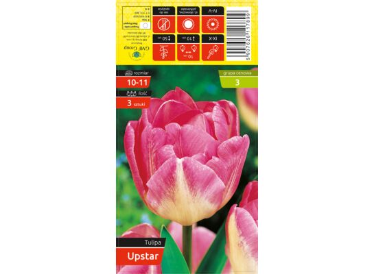 Tulipan Upstar rozmiar 10-11 kapers 3 sztuki