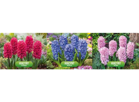 Hiacynt mix 14-15 tacka luz 300 sztuk