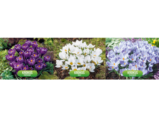 Krokus wielkokwiatowy rozmiar 8 2400 sztuk