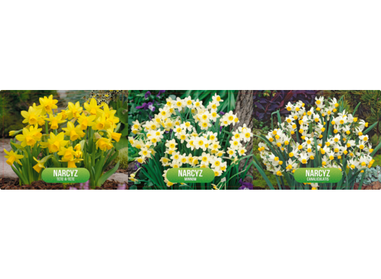 Narcyzy botaniczny rozmiar 12 600 sztuk mix