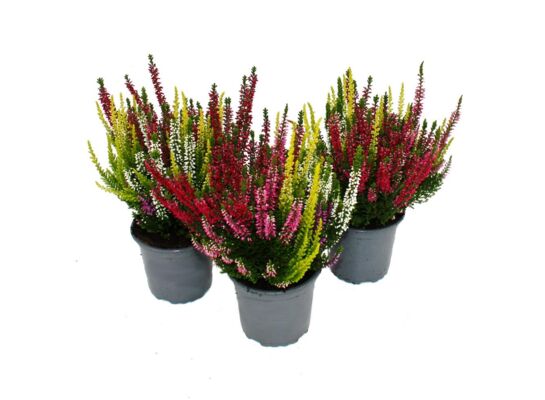 Wrzos trójkolorowy D 10