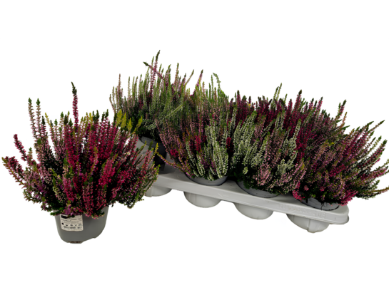 Wrzos czterokolorowy D13