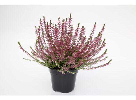 Wrzos Garden Girls / Beauty Ladies 10 cm