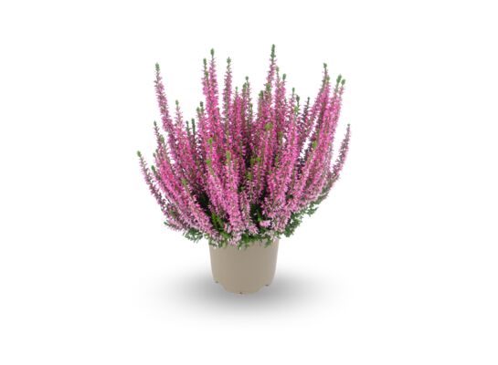 Wrzos Garden Girls lub Beauty Ladies wys. 15 cm