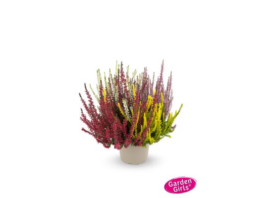 Wrzos Garden Girls Quatro doniczka 13 cm