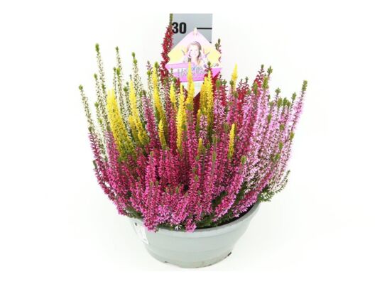 Wrzos Beauty Lady High Five doniczka 23 cm