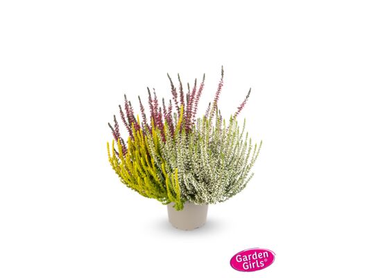 Wrzos Garden Girls Trio doniczka 10,5 cm