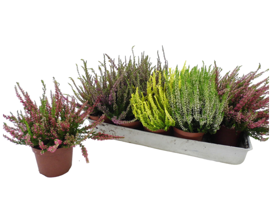 Wrzos pospolity doniczka 10,5 cm mix kolorów