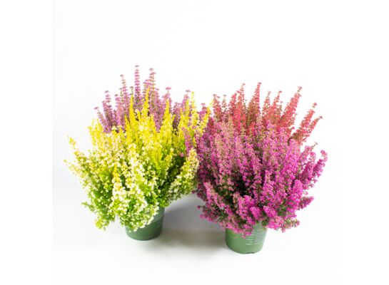 Wrzosiec delikatny BeautyQueen doniczka 12 cm