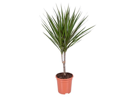 Dracena don. D17 cm mix. wys. 70 cm