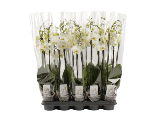 Storczyk 3 pędy biały 50 x 12 cm