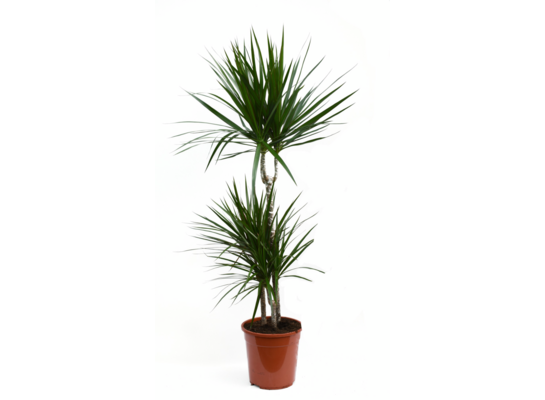 Dracena Marginata don. 21 cm wys. 110 cm