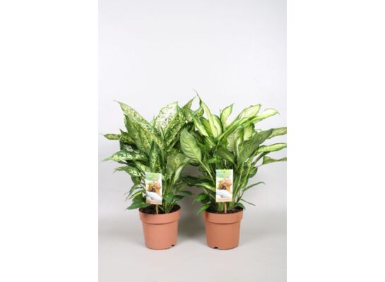 Kwiat dieffenbachia mix Camilla & Compacta doniczka 17 cm