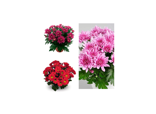 Chryzantema średniokwiatowa 9cm