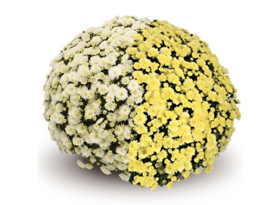 Chryzantema drobnokwiatowa duo 21cm