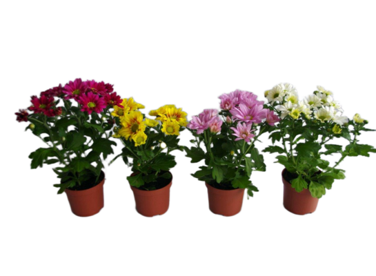 Chryzantema średniokwiatowa doniczkowa 9 cm