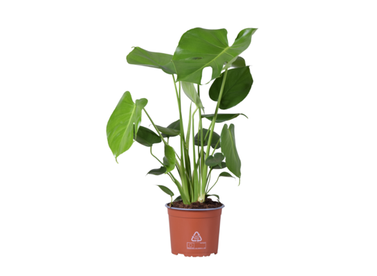 Monstera deliciosa doniczka 17 cm