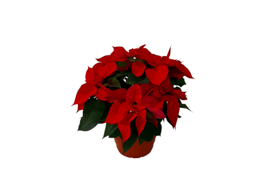 Poinsecja 6-9 pędów don.19 cm czerwona