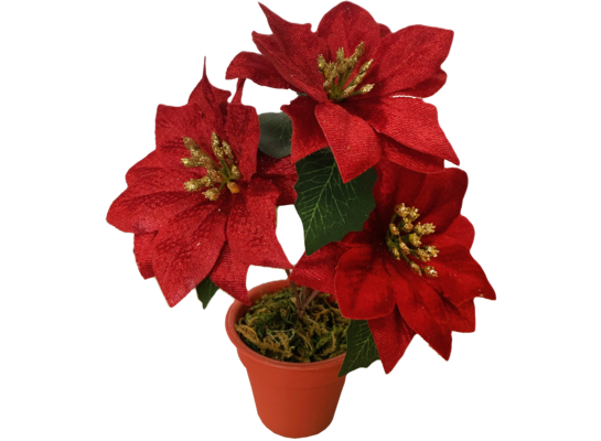 Poinsecja w plastikowej doniczce 21 cm 3 kwiaty