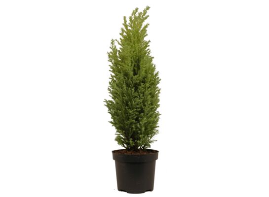 Cyprysik Ellwoodii wys. 35 cm śr. don. 9 cm