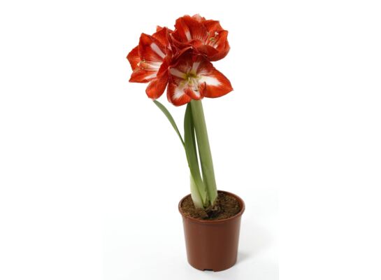 Amaryllis Mix 1 pęd czerwono-biały