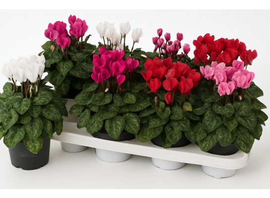 Cyclamen 25 cm doniczka 10,5 cm różnokolorowy