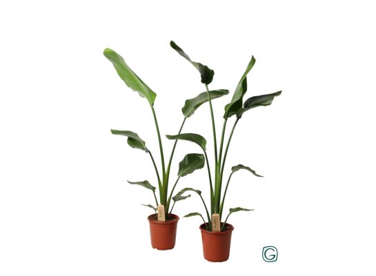 Strelicja Nicolai 100 x 21 cm