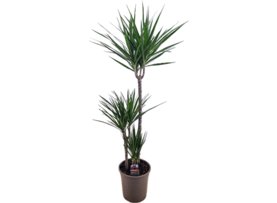 Dracena Marginata 140 x 24 cm