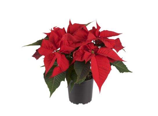 Poinsecja 4-6 pędowa don. 13 cm czerwona