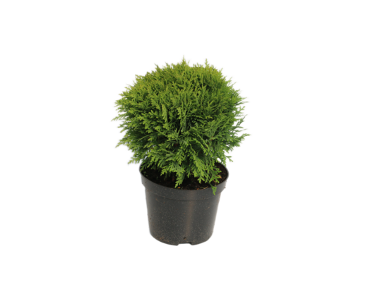 Thuja kulista wys. 20-30 cm don. 2 l