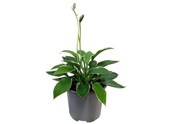 Funkia Mix 20-30 cm C2