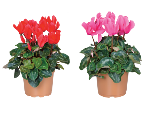 Cyklamen D510 G wys. 20 cm don. 10,5 cm mix