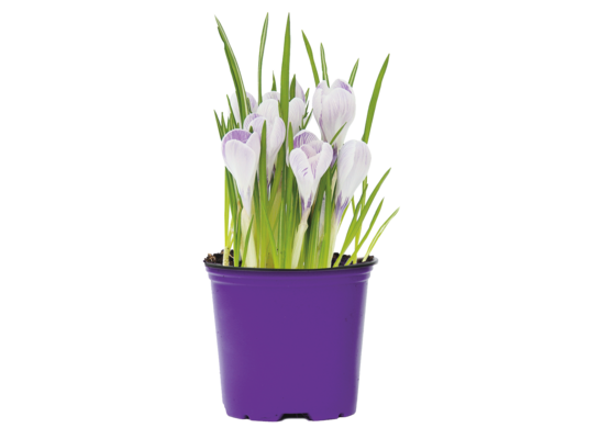 Krokus 3 cebule doniczka 9 cm mix