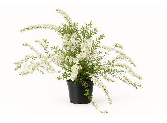 Tawuła szara 'Grefsheim' 20 - 30 cm 2 l