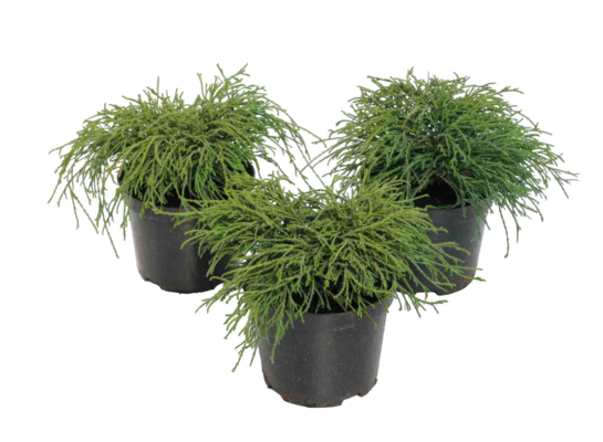 Cyprysik groszkowy Filifera Nana 20 - 30 cm 2 l