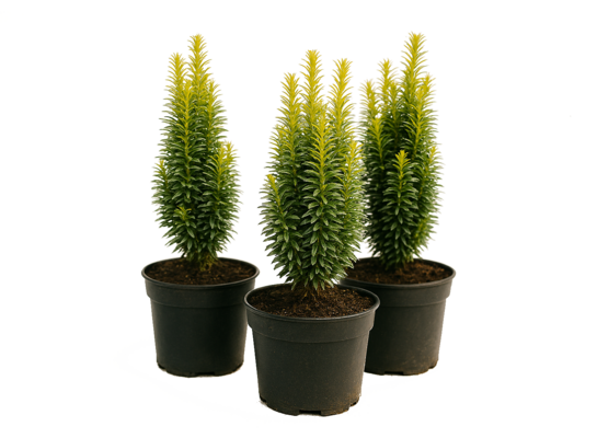 Cis media 'Stricta Viridis' wys. 20-30 cm don. 17 cm