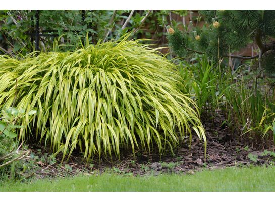 Trawy ozdobne mix C2 14,5 cm