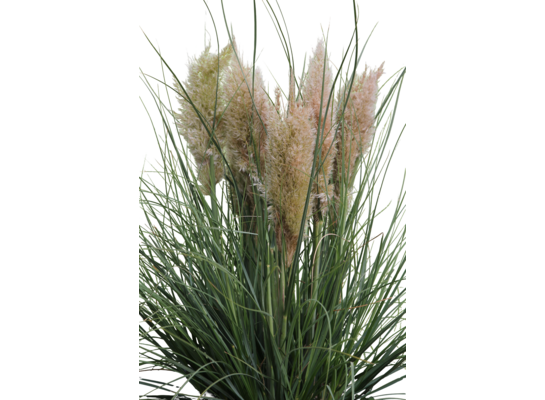 Trawa pampasowa Tiny Pampa 5 l