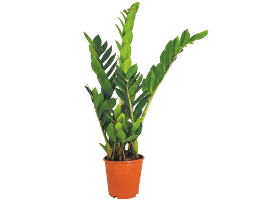 Zamiokulkas wys.65 cm don.17 cm