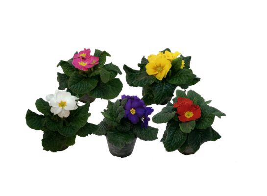 Primula Acaulis 12 cm doniczka 9 cm mix kolorów