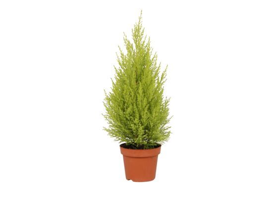 Cupressus Goldcrest Wilma Pyramid