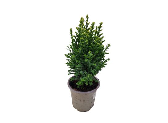 Chamaecyparis L. Snow white