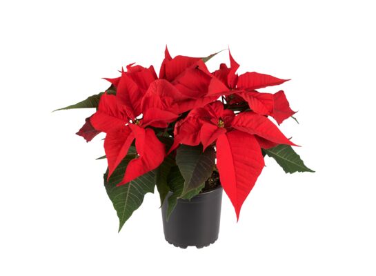 Poinsecja 5+ pędowa doniczka 13 cm mix