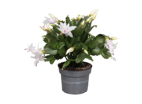 Schlumbergera 20 cm