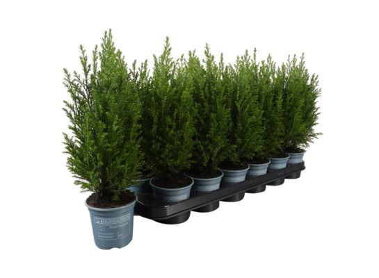 Cyprysik D510 Chamaecyparis Lawsoniana Ellwoodii